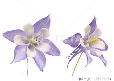 オダマキの花の切り抜き画像 113287023