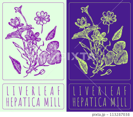 Vector drawing LIVERLEAF. Hand drawn illustration. The Latin name is HEPATICA MILL Vector drawing LIVERLEAF. Hand drawn illustration. The Latin name is HEPATICA MILL 113287038