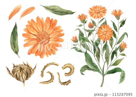 Watercolor botanical set of calendula flowers. Hand drawn illustration on isolated background, suitable for menu design, packaging, poster, website, textile, invitation, brochure, textile. 113287095