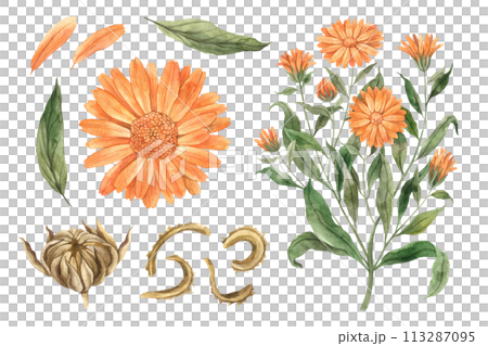 Watercolor botanical set of calendula flowers. Hand drawn illustration on isolated background, suitable for menu design, packaging, poster, website, textile, invitation, brochure, textile. 113287095