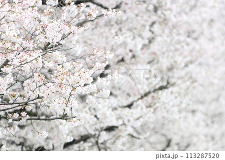 桜の花が満開 深谷市パティオ 桜の花が満開 深谷市パティオ 113287520