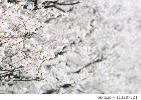 桜の花が満開　深谷市パティオ 113287521