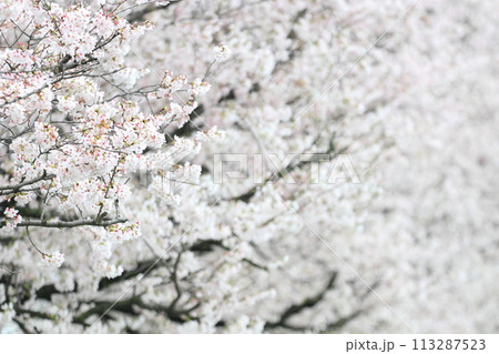 桜の花が満開 深谷市パティオ 桜の花が満開 深谷市パティオ 113287523