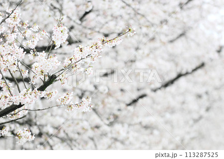 桜の花が満開　深谷市パティオ 113287525