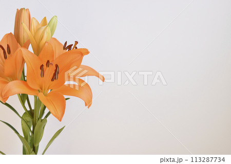 百合 百合 113287734