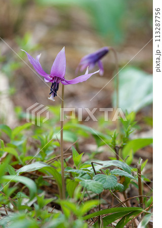 春の花 カタクリ 春の花 カタクリ 113287756
