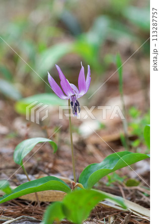 春の花　カタクリ 113287757