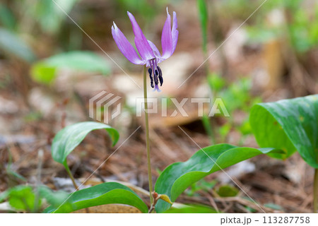 春の花 カタクリ 春の花 カタクリ 113287758