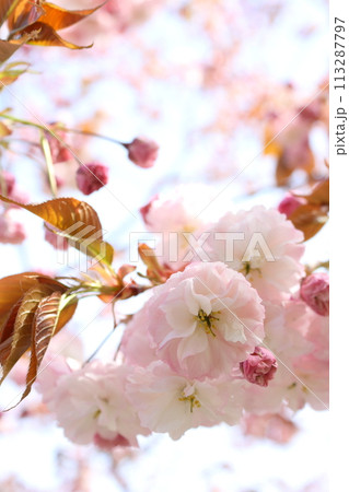満開の八重桜のクローズアップ 【空背景】 満開の八重桜のクローズアップ 【空背景】 113287797