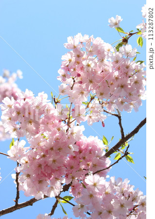 淡いピンクの思川桜 【満開】 【青空背景】 113287802