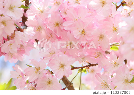 満開の思川桜のクローズアップ 113287803