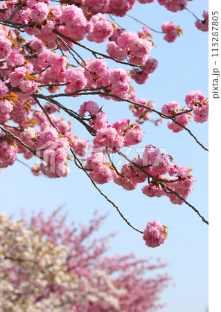 長野県飯田市 天龍峡八重桜街道の満開の八重桜(関山) 【青空背景】 長野県飯田市 天龍峡八重桜街道の満開の八重桜(関山) 【青空背景】 113287805