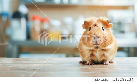 Cute pet, red guinea pig on an empty tabletop, against background of shelves with medical medicines. The concept of animal health, feeding and caring for them. Horizontal frame, copy space Cute pet, red guinea pig on an empty tabletop, against background of shelves with medical medicines. The concept of animal health, feeding and caring for them. Horizontal frame, copy space 113288134