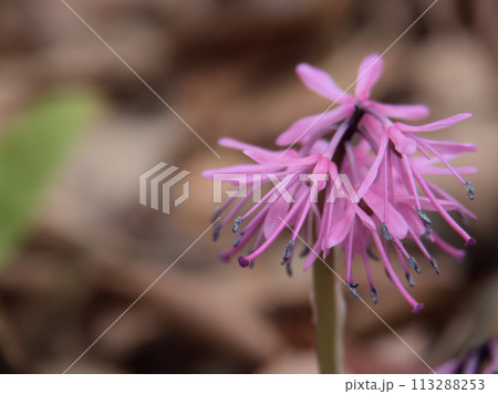 3月に咲いた紫色の猩々袴（しょうじょうばかま） 113288253