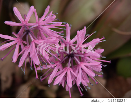 3月に咲いた紫色の猩々袴（しょうじょうばかま） 113288254