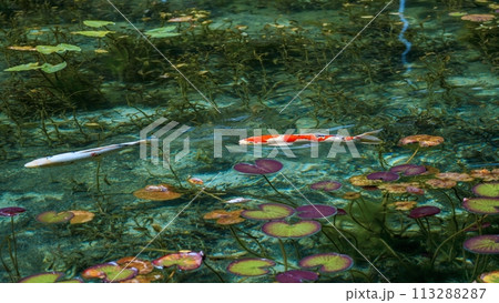 抜群の透明度の池を優雅に泳ぐカラフルな錦鯉 113288287