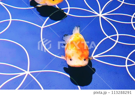 泳ぐ金魚 113288291