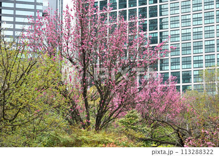 浜離宮恩賜庭園のハナモモ 113288322