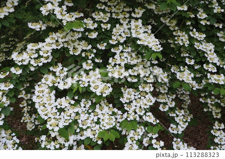 ヤブデマリの花 113288323