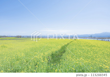 新潟　福島潟の菜の花畑 113288345
