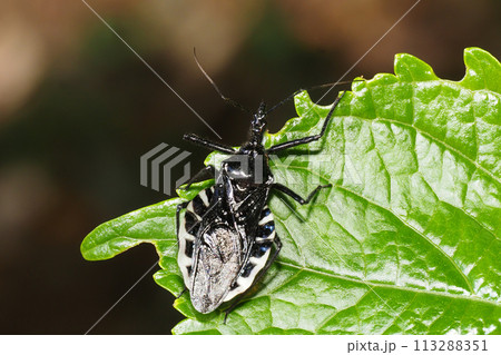 ヨコヅナサシガメ ヨコヅナサシガメ 113288351