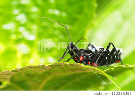 ヨコヅナサシガメ 113288387