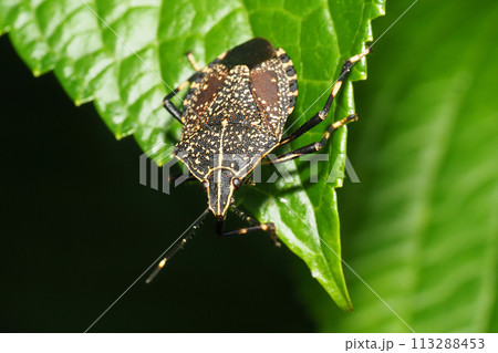 キマダラカメムシ 113288453