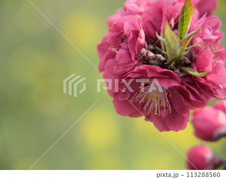3月に咲いた桃の花「寒緋(カンヒ)」 3月に咲いた桃の花「寒緋(カンヒ)」 113288560