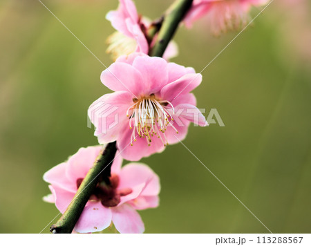 3月に咲いた梅の花「呉羽枝垂（クレハシダレ）」 113288567