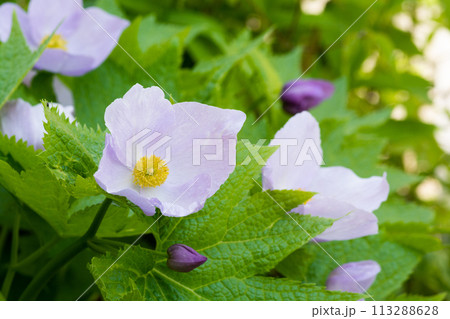 満開の薄紫色のシラネアオイ 満開の薄紫色のシラネアオイ 113288628