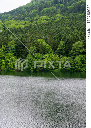 新緑の森と湖 113288629