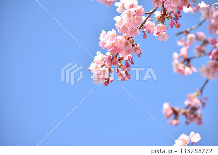 青空に映えるピンクの修善寺寒桜 青空に映えるピンクの修善寺寒桜 113288772