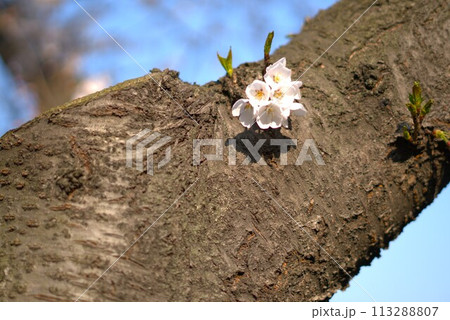 white cherry blossom on old tree in the park white cherry blossom on old tree in the park 113288807