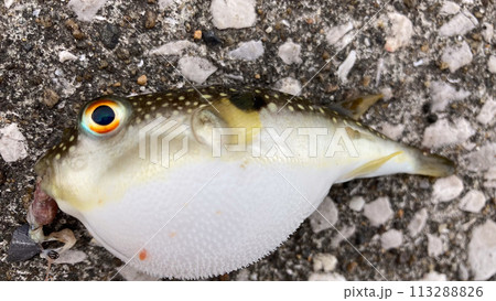 有明海で釣り上げたクサフグ 113288826