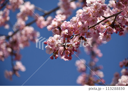 青空に映えるピンクの修善寺寒桜 青空に映えるピンクの修善寺寒桜 113288830