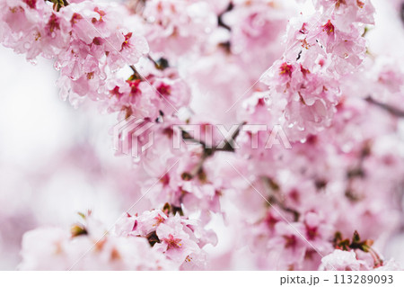 満開になった桜の花 113289093