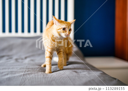 A red-haired little kitten with huge ears sits on a bed with a gray blanket and looks around 113289155