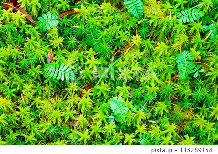北八ヶ岳の白駒池、苔むす森の風景 北八ヶ岳の白駒池、苔むす森の風景 113289158
