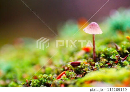 北八ヶ岳の白駒池、苔むす森の風景 113289159