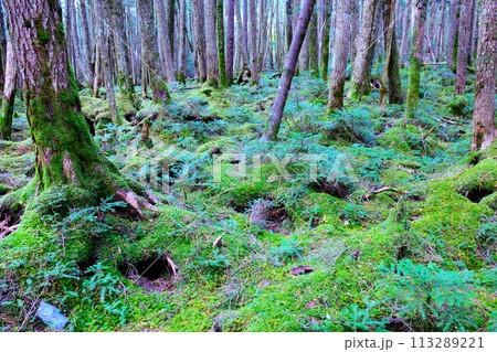北八ヶ岳の白駒池と苔むす森の風景 113289221