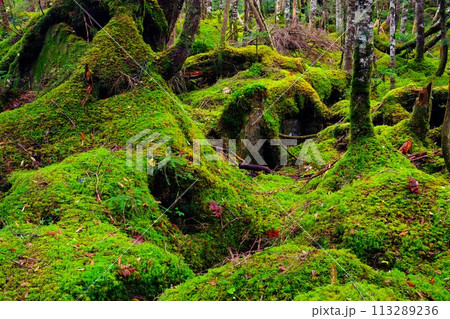 北八ヶ岳の白駒池、苔むす森の風景 北八ヶ岳の白駒池、苔むす森の風景 113289236