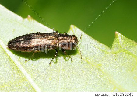 ダイミョウナガタマムシ 113289240