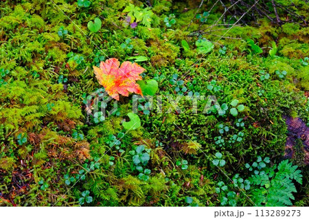 北八ヶ岳の白駒池、苔むす森の風景 113289273