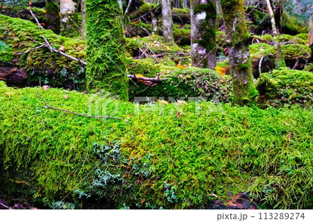 北八ヶ岳の白駒池、苔むす森の風景 113289274