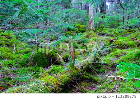 北八ヶ岳の白駒池、苔むす森の風景 113289279