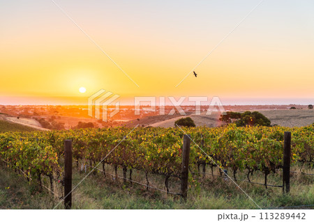 McLaren Vale wine region vineyards 113289442