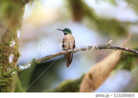 チャムネテリハチドリ チャムネテリハチドリ 113289803