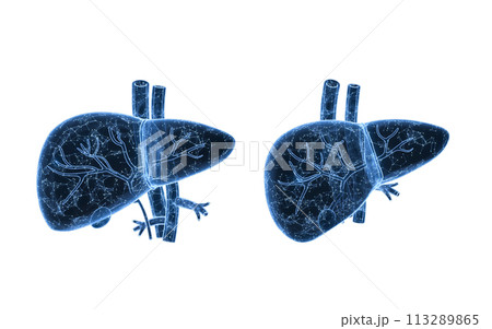 Liver organ with health care concept, 3d rendering. Liver organ with health care concept, 3d rendering. 113289865