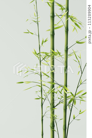 Green natural bamboo plant background, 3d rendering. 113289904