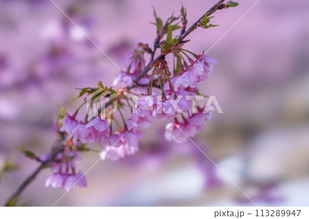 いばらきフラワーパーク 河津桜 113289947